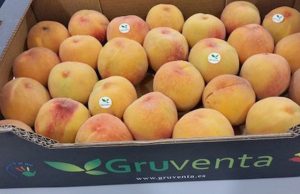 FRUTA DE HUESO GRUVENTA