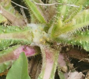 Insecto vector xylella