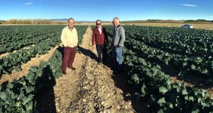 fmc insecticidas con Cyazypyr