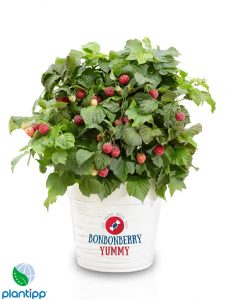 Raspberry Yummy