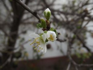 flor retoños ciruelo arbol