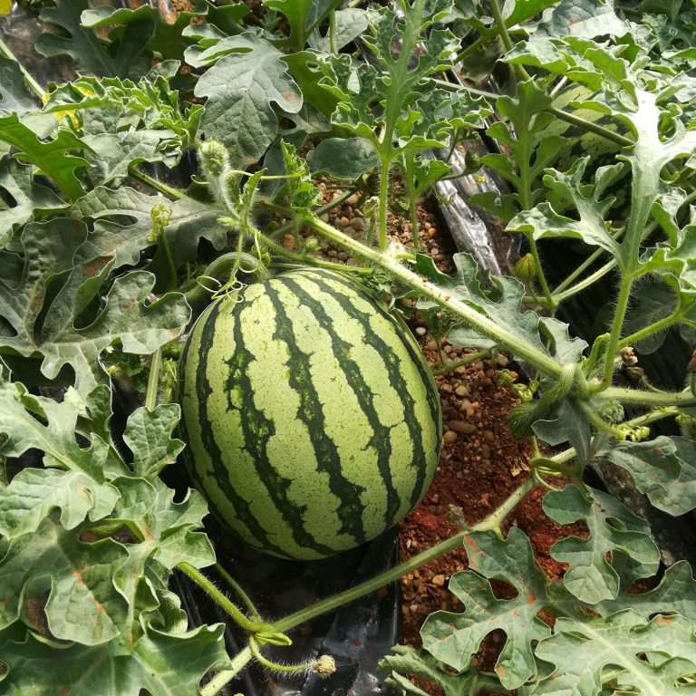 fruto sandía planta
