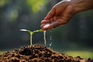 planta biodiversidad agua