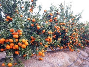 plantacion de sping sunshine mandarina TEO