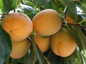 caqui árbol kaki