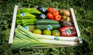 benihort frutas hortalizas eco