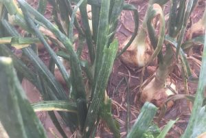 AVA ASAJA Cebollas afectadas en Benaguasil