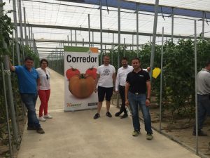 tomate corredor hazera