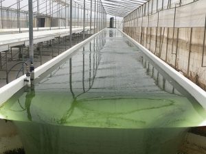 biorizon biotech tanque microalgas
