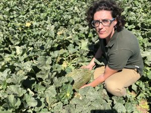 melón piel de sapo CLX MPO21 CLAUSE Murcia campo