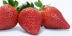 calinda fresa freshforward