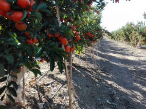 citricos asaja cordoba