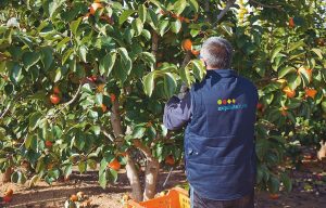 exquisite fruits campo naranjas