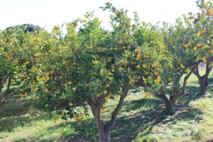 Cítricos campo árbol naranja