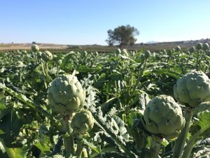 campo ALCACHOFA cultivo agriocultura