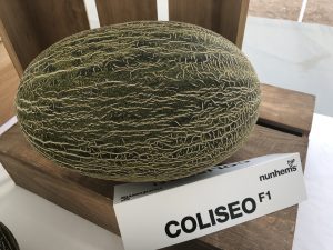 melón piel de sapo Coliseo F1 nunhems