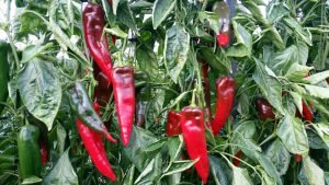 NAJERANO pimiento Nirit Seeds