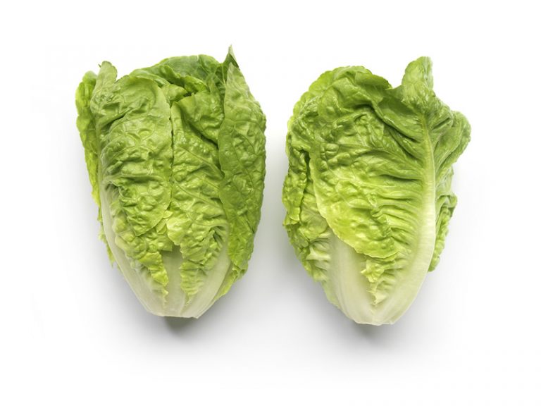 Thimble-Mini-Romana nunhems lechuga