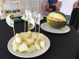 seminis melón mini