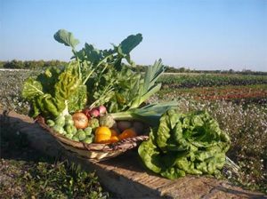 comunitat_valencia_ eco