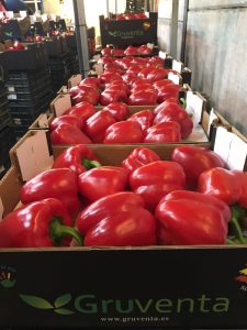 pimiento california rojo gruventa