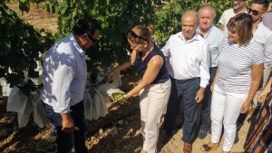 Corte_Uva_Embolsada_Vinalopo