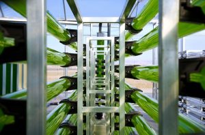 algaenergy detalle Fotobiorreactor