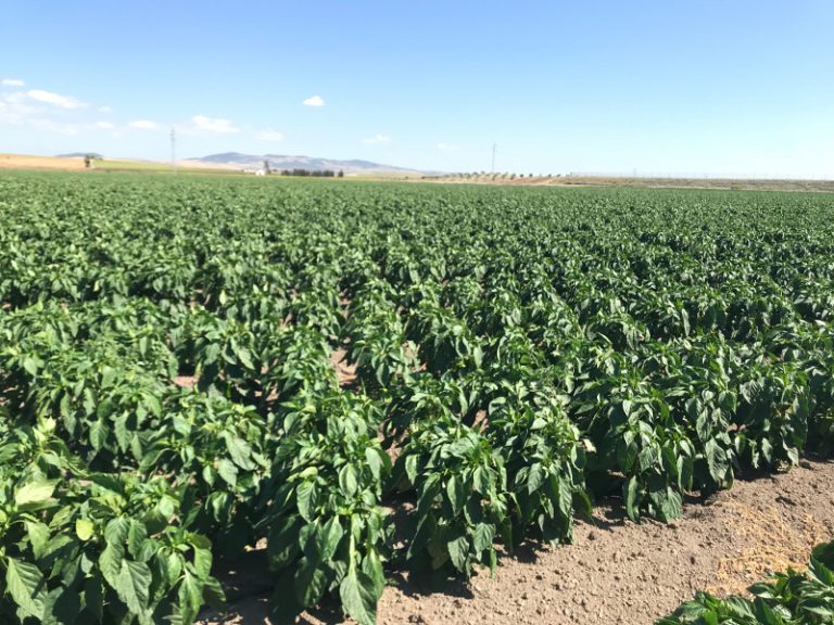 KEOPS - USAR SOLO PARA ELLOS