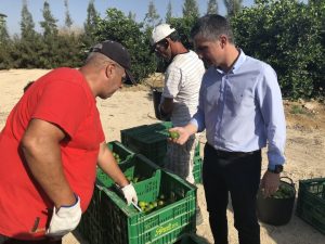 CARM La producción de lima en la Región crece más de un 25 por ciento en los dos últimos años