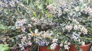 arándanos cultivo hidropónico