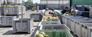 Melón coops agro clm