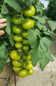 Tomate tecnova