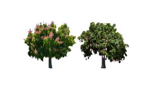 arbol mango