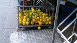 naranjas verdes desverdizadas asaja sevilla