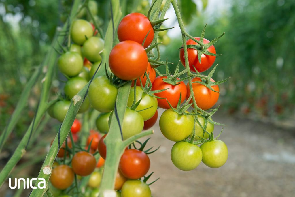 unica-tomate