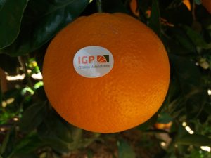 naranja igp citricos valencianos