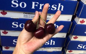 CFP Canadian cherries