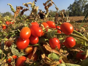 tomates cambio climatico