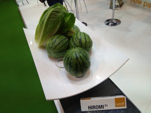 sandia kisy y lechugas nunhems