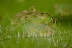 NESIDIOCORIS COMIENDO BTABACI5