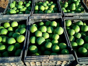 Naranjas verdes