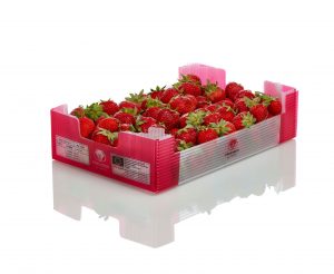 cipasi freshbox caja