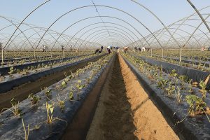 grufesa plantacion fresa