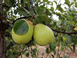 ROCHA PEAR