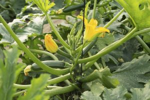 planta-calabacin-unica