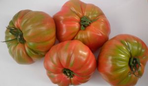 tomate Prisco