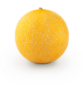 melón GALIA Sidonia de semillas fitó