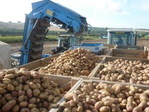 producción-de-patata