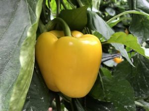 BASTION F1 PIMIENTO CALIFORNIA AMARILLO DE HMCLAUSE