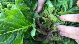 Daños en hortícolas por lluvias lechuga
